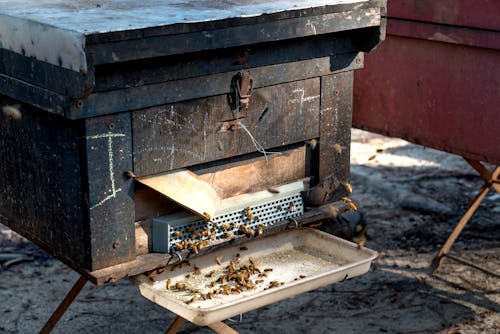Kostnadsfri bild av bikupa, bin, flygande