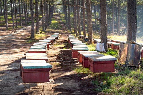 Free Apiary in a Forest  Stock Photo