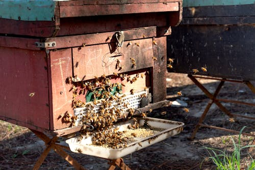 Free Bees on a Beehive  Stock Photo