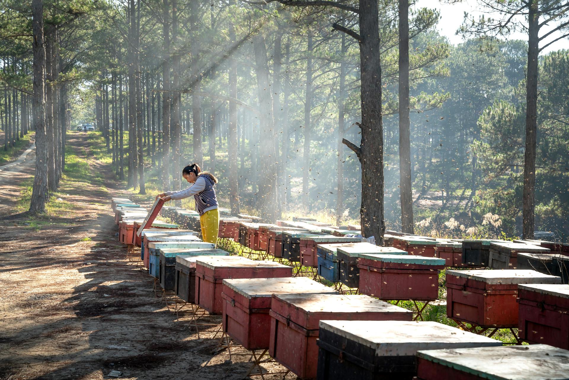 Beekeeper Checking Bee Hives