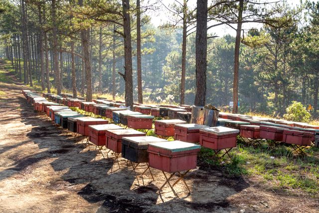 Rangées de ruches en bois dans une pinède pour trouver un apiculteur à Arcachon
