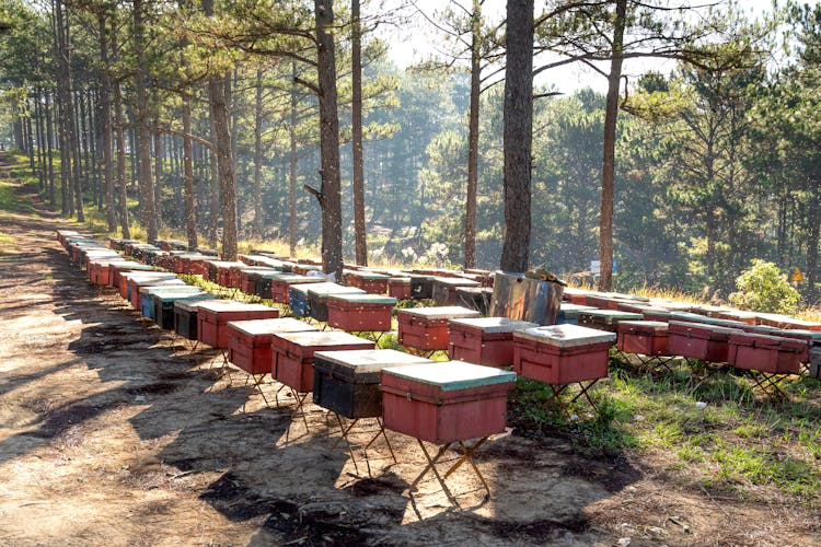 Brown Wooden Beehive Boxes On Park 