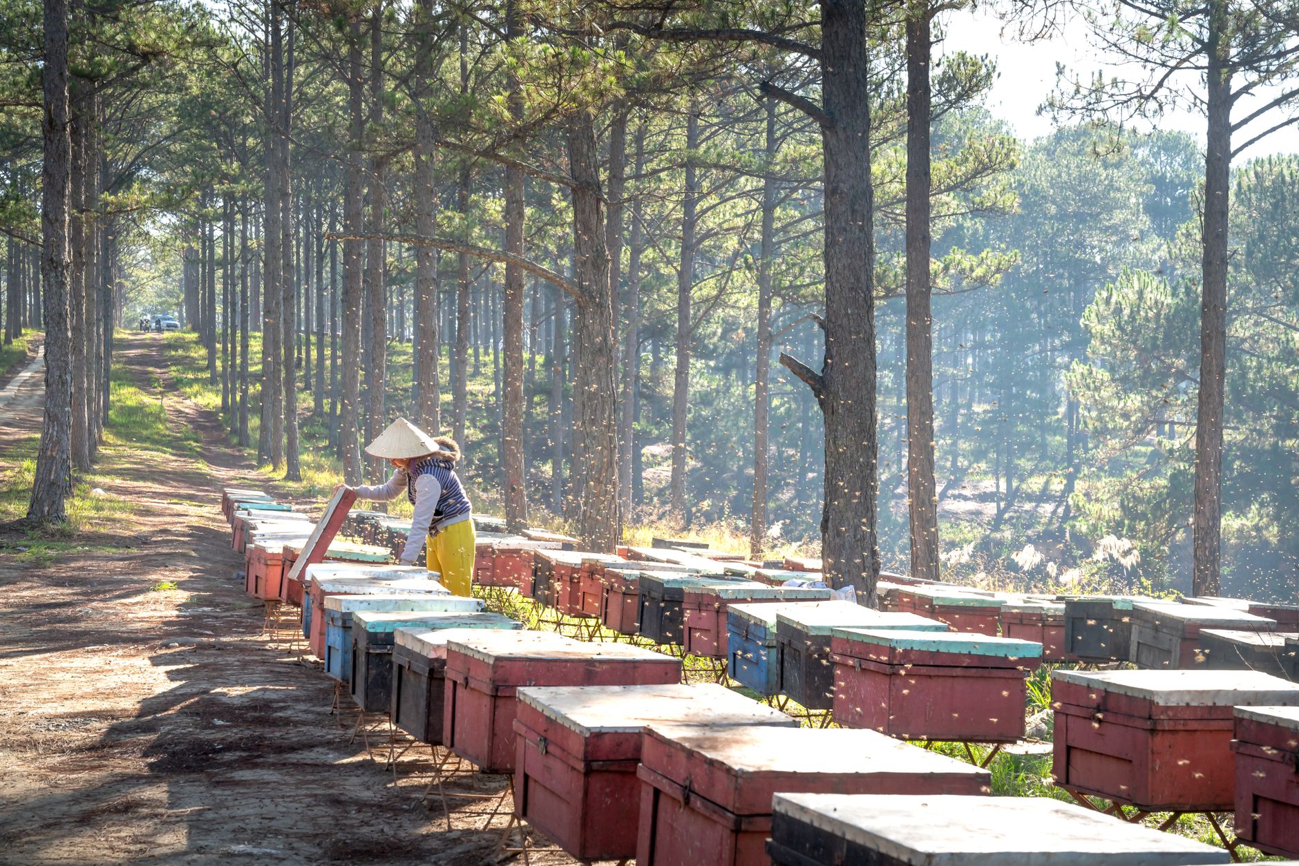 how to start a beehive rental and maintenance business — hero image