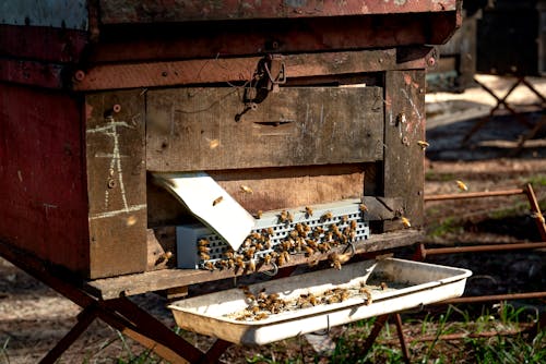 Imagine de stoc gratuită din a închide, albine, insectă