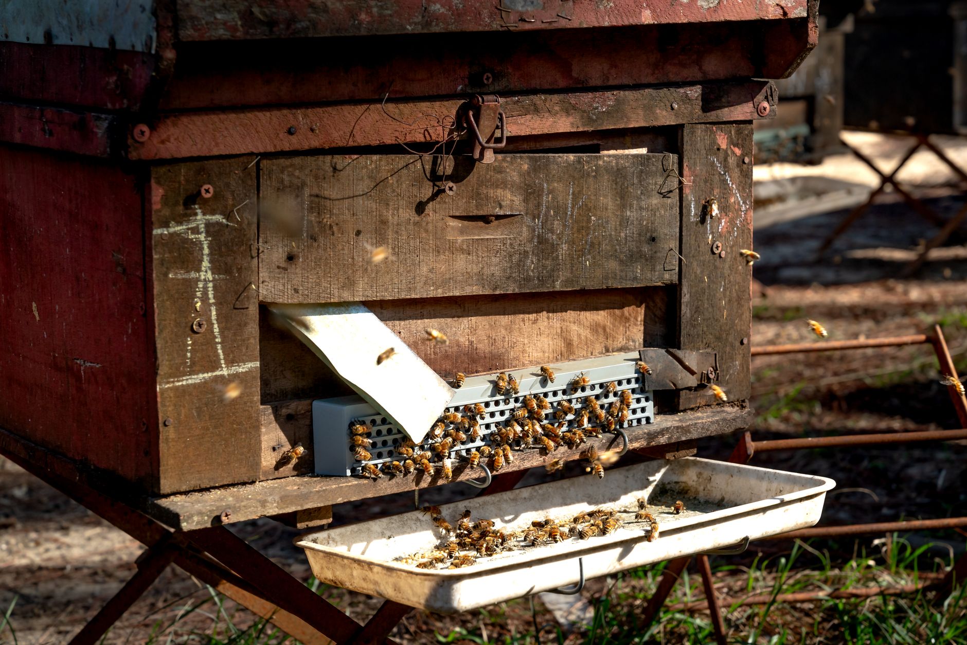 A Farm Factory Codes Bee Beginner's Guide - Tips & Tricks