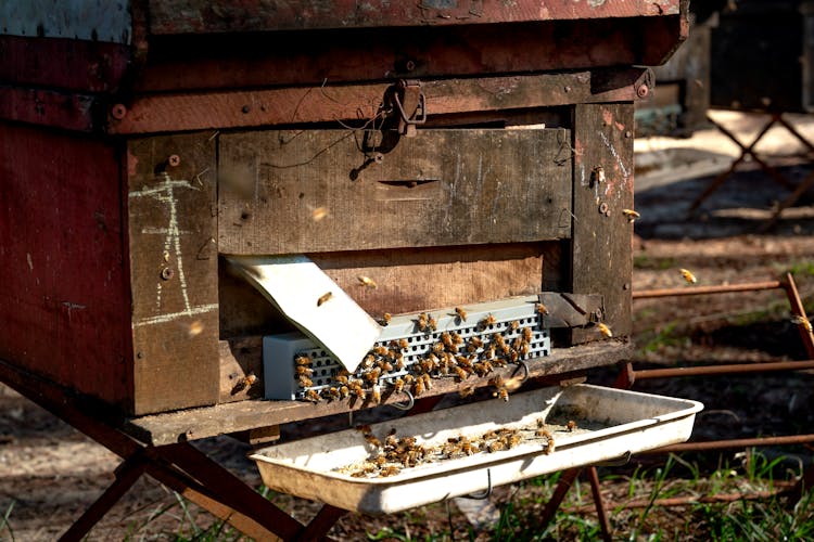 A Swarm Of Bees Near The Beehive