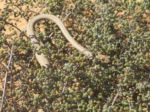 Free stock photo of snake Stock Photo