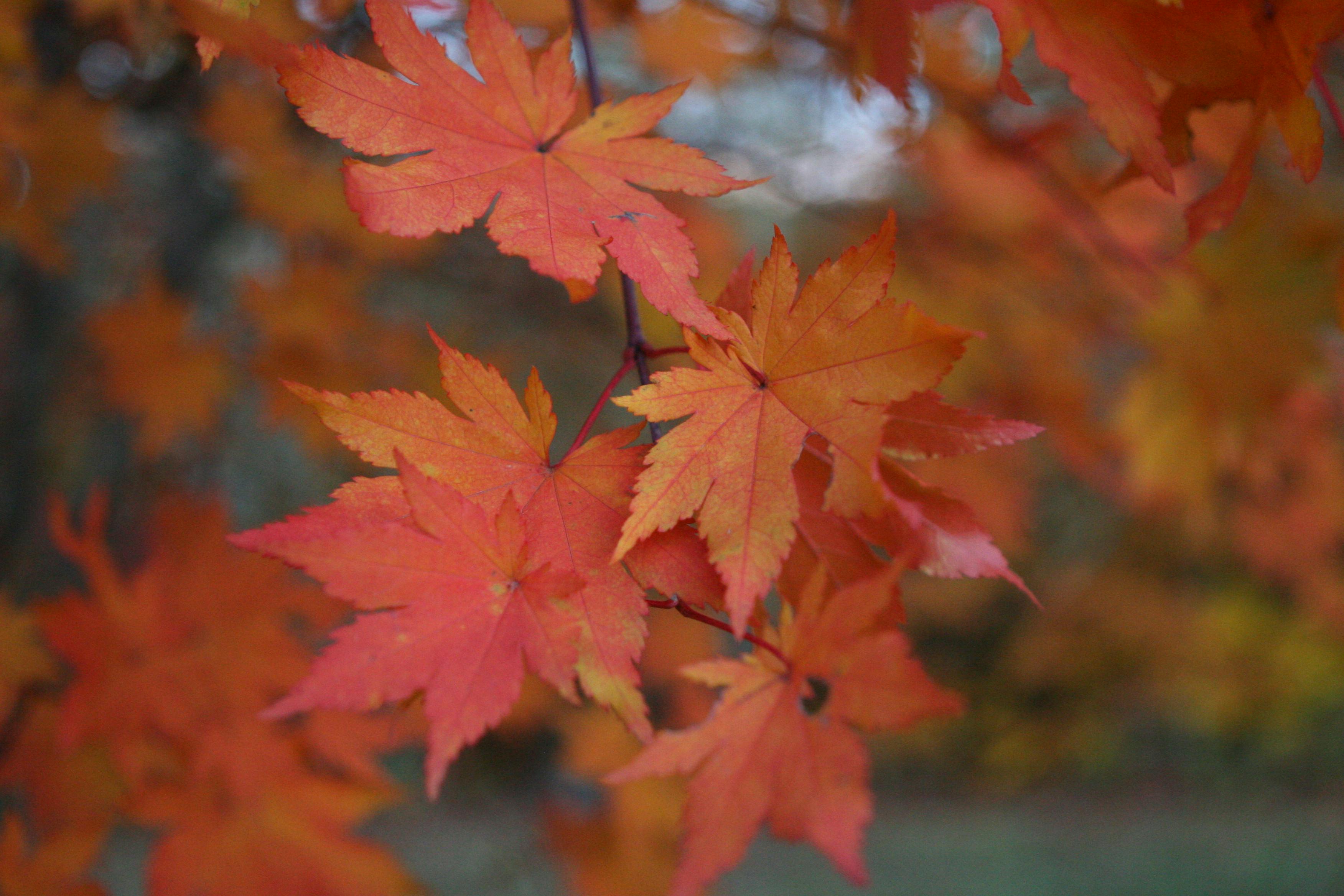 Free stock photo of fall, fall foliage, fall leaves