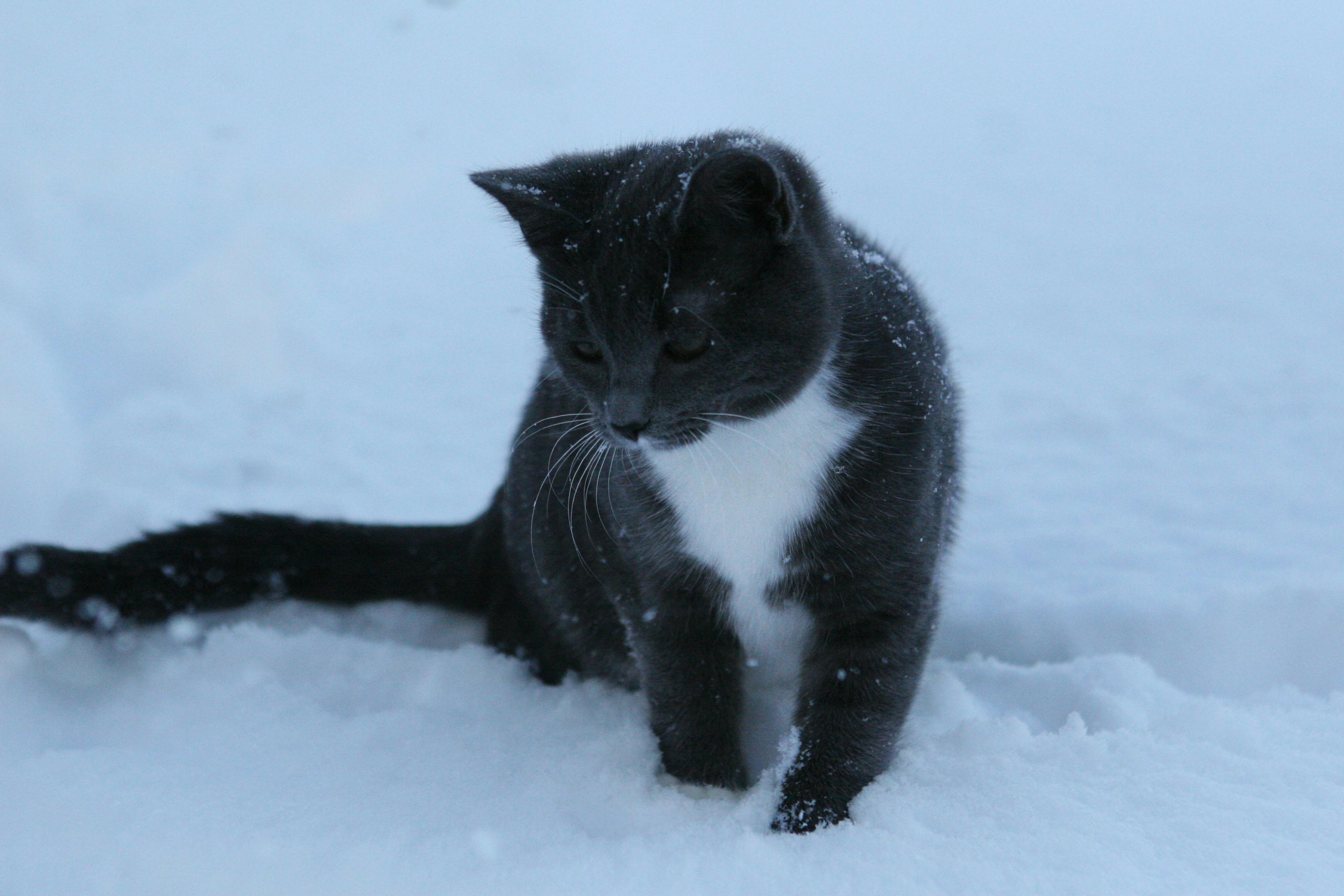 Kostenloses Foto zum Thema: katzen, schnee, winter