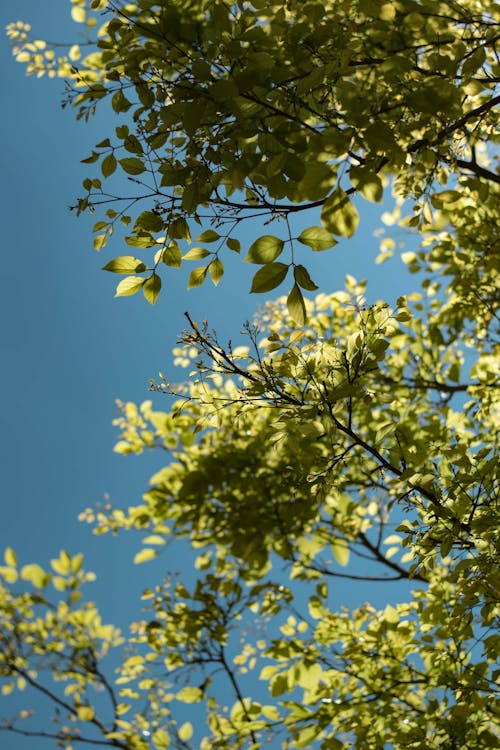 Lush Green Leaves Under Blue Sky