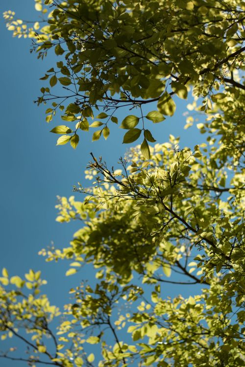 Free A vibrant display of green leaves viewed from below with a clear blue sky backdrop. Stock Photo