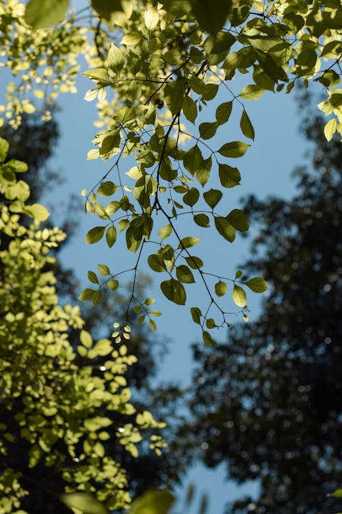Low Angle Shot of Green Leaves