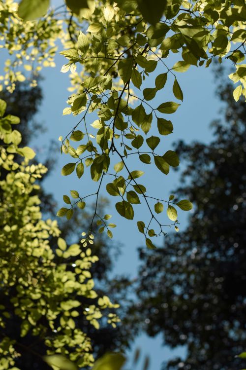 Free Low angle view of vibrant green leaves with sunlight filtering through branches. Stock Photo