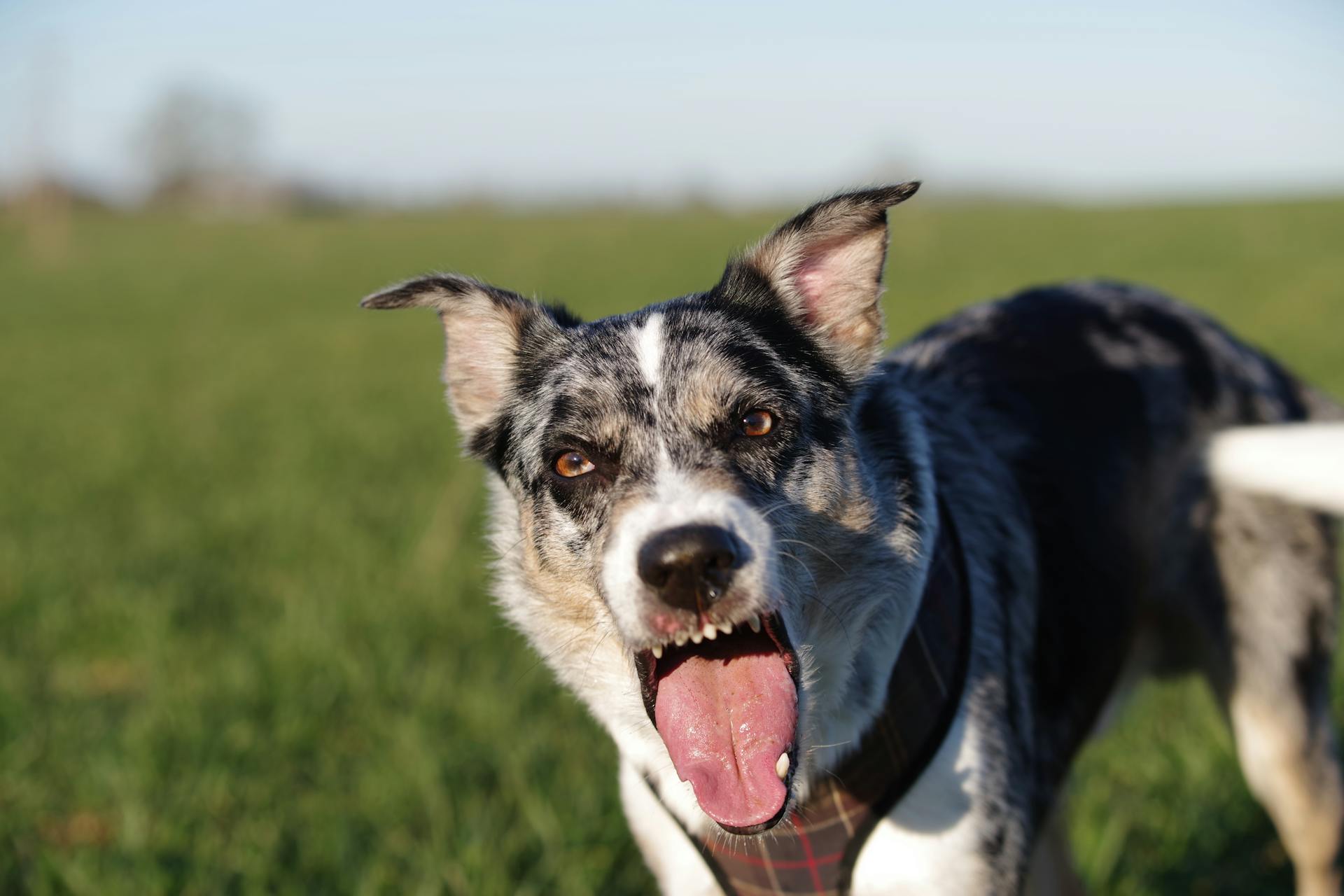 Close-up Photo of a Koolie Dog