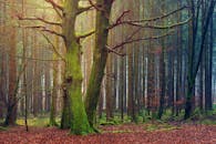 宁静的森林中，长满苔藓的树木和落叶构成了一幅静谧的画面