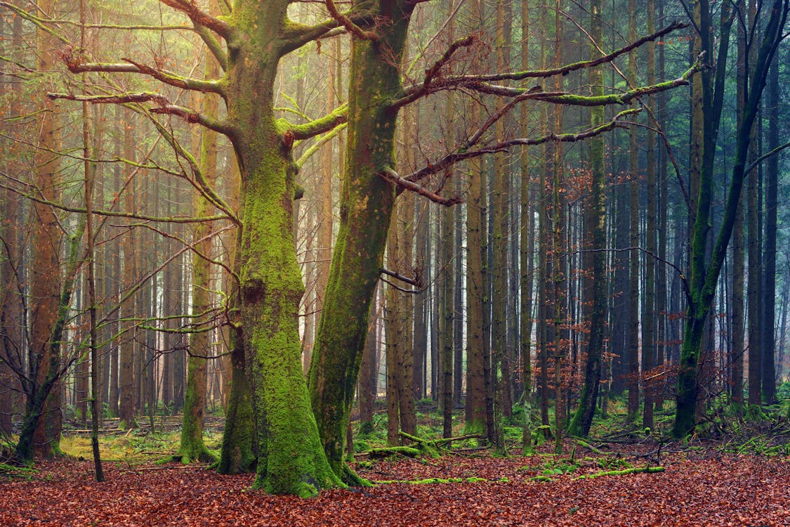 Arbres Forestiers Pendant La Journée