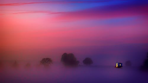 Fotografía De árboles Cubiertos De Niebla