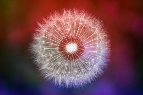 Close-up Photography of Dandelion