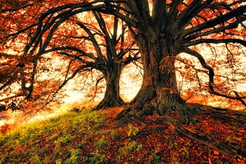 Gratuit Imagine de stoc gratuită din arbori, crengi de copac, culori Fotografie de stoc
