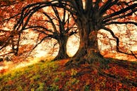 温暖的阳光下，参天大树与五颜六色的树叶构成了令人惊叹的秋天景观