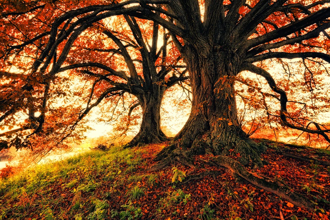 무료 가을 두 그루의 나무 스톡 사진