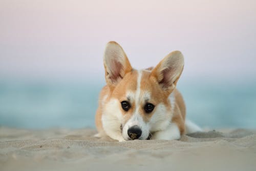 Gratis lagerfoto af Corgi, dyr, hund