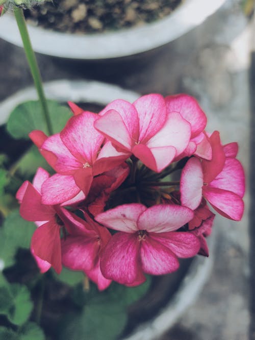 Free stock photo of flower, pinkflower