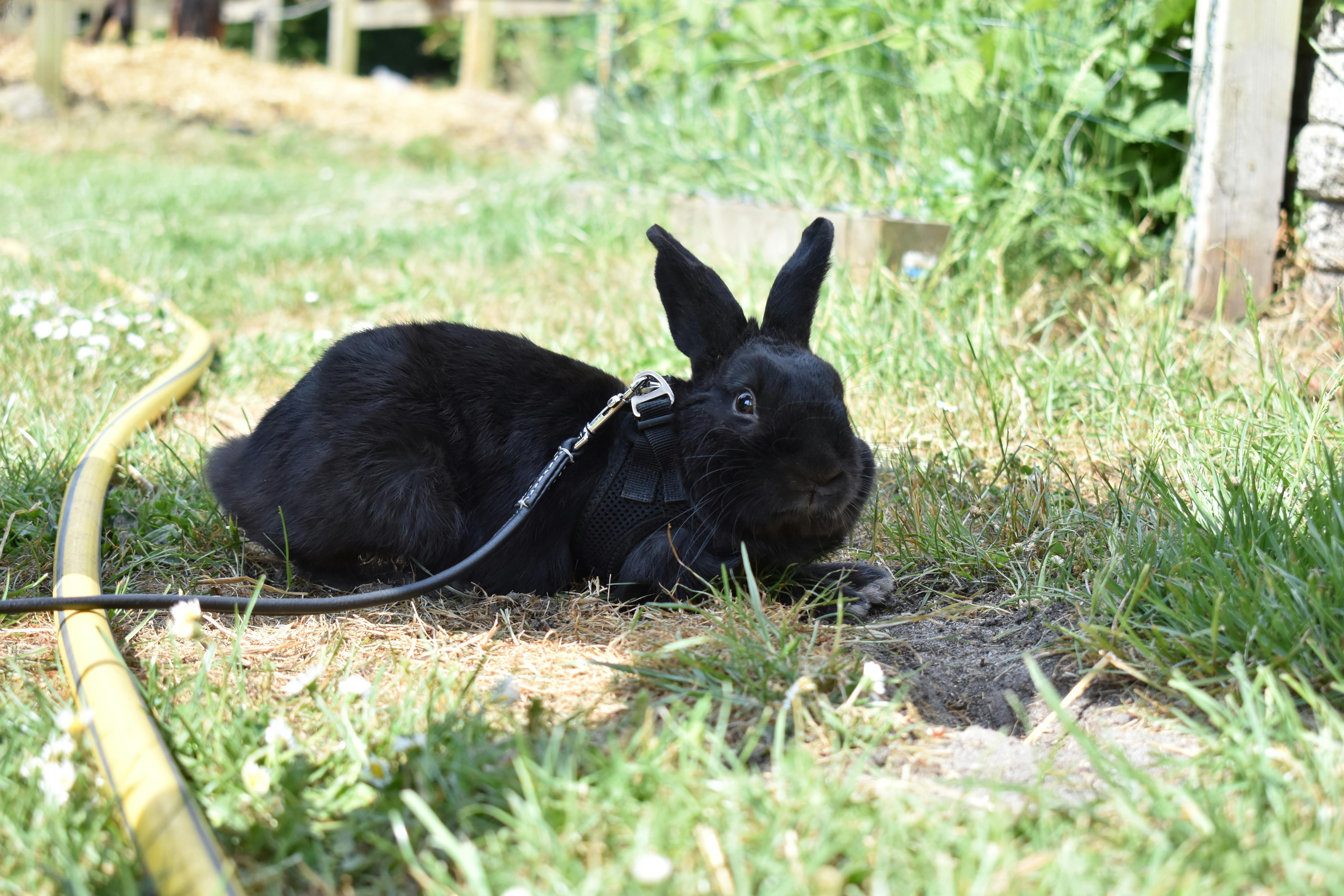 Free stock photo of black rabbit, outdoor, rabbit