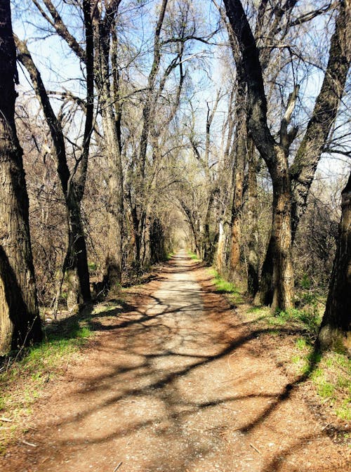 Brown Pathway Between Bare Trees