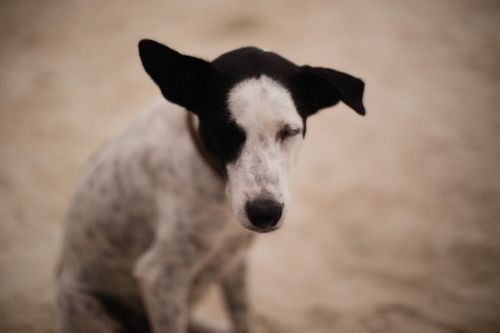 Free A close-up shot of a spotted dog with black and white fur, sitting on sandy ground. Stock Photo