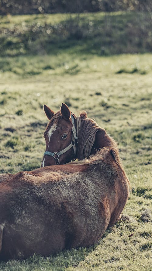 Brown Horse lying on Grass 