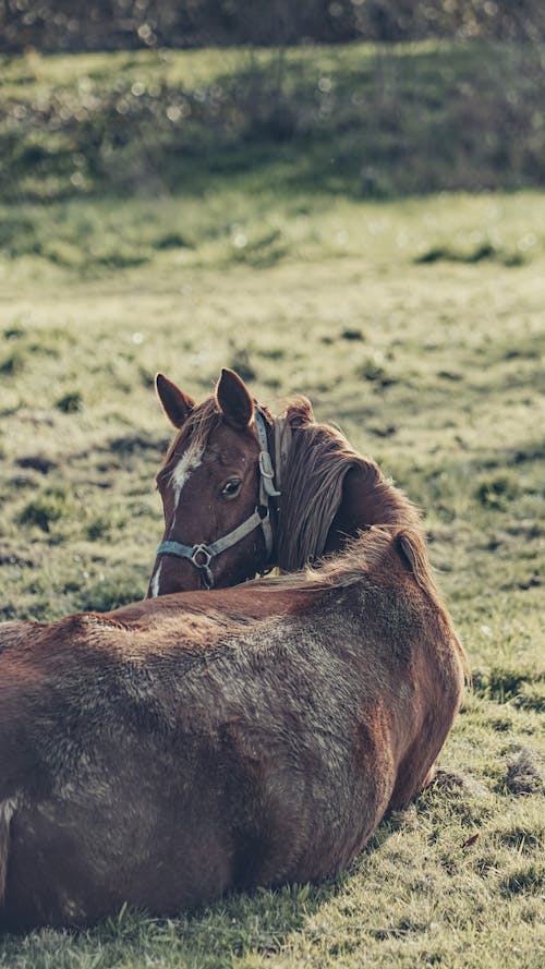 Photos gratuites de animal de ferme, cheval, domestiqué