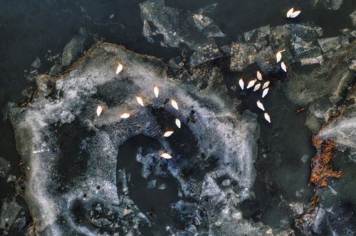 Free Aerial view of swans on a partially frozen lake showing icy landscape patterns. Stock Photo