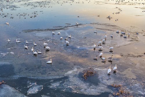 Základová fotografie zdarma na téma fotka z vysokého úhlu, hejno, husy