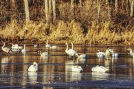 Group of Swans on a Puddle