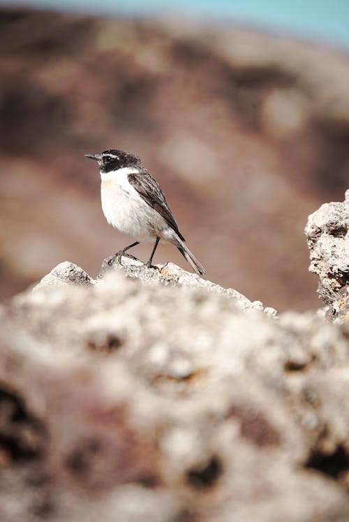 Canary Islands Stonechat Bird in Tilt-Shift Lens 