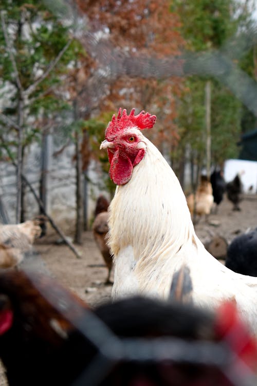 A White Rooster in the Farm