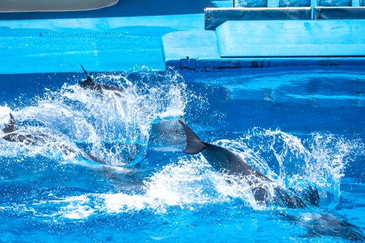 Dynamic shot of dolphins splashing in an outdoor aquatic pool.