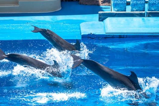 Three dolphins splashing as they leap in a vibrant aquatic show, showcasing natural grace.