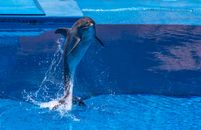 Black Dolphin in the Water