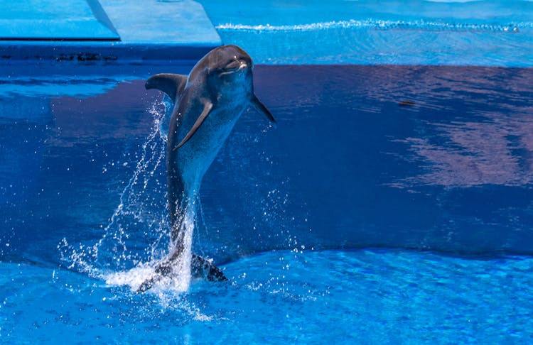 A Dolphin Jumping From The Pool