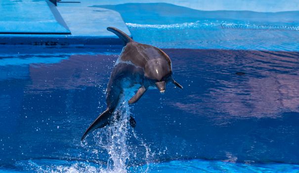 Captivating photo of a dolphin leaping out of water in an aquatic environment. Ideal for wildlife themes.