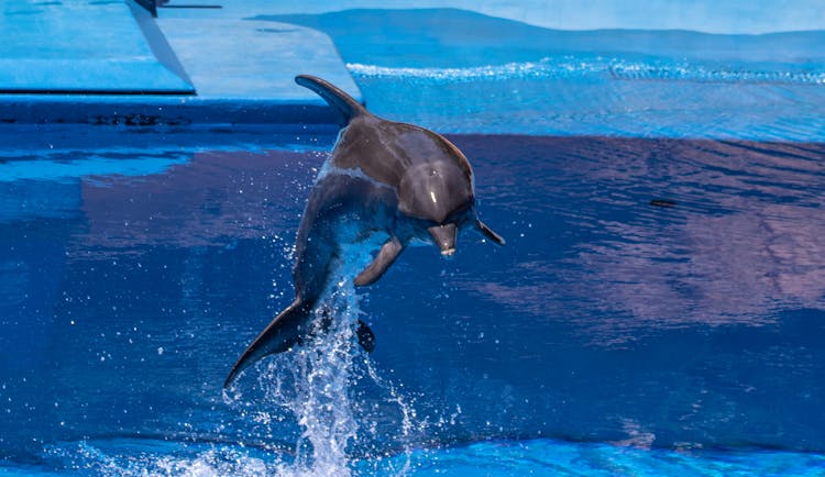 A Dolphin Jumping Out Of Water