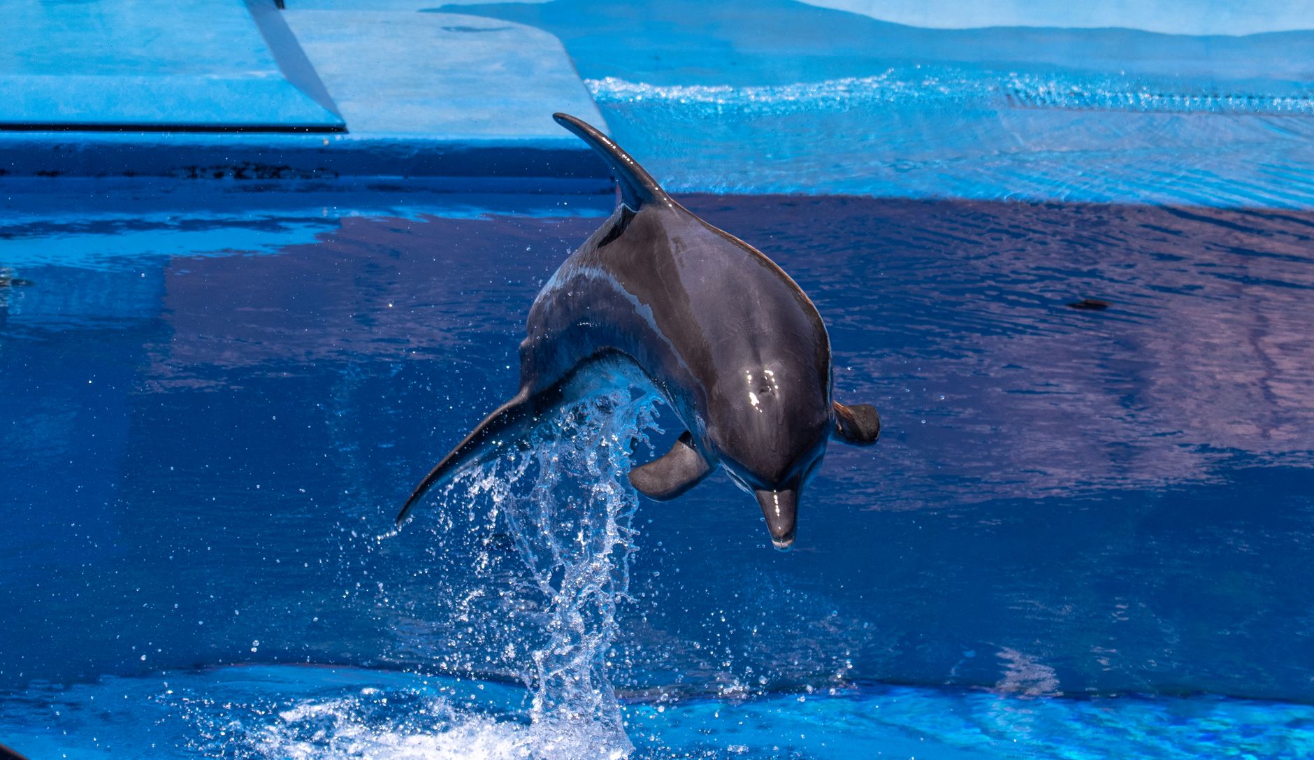 A playful dolphin leaps in a vibrant blue pool, showcasing its agility and grace.