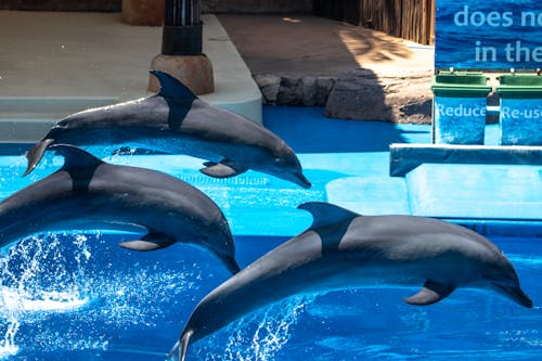 Dolphins Jumping on Water