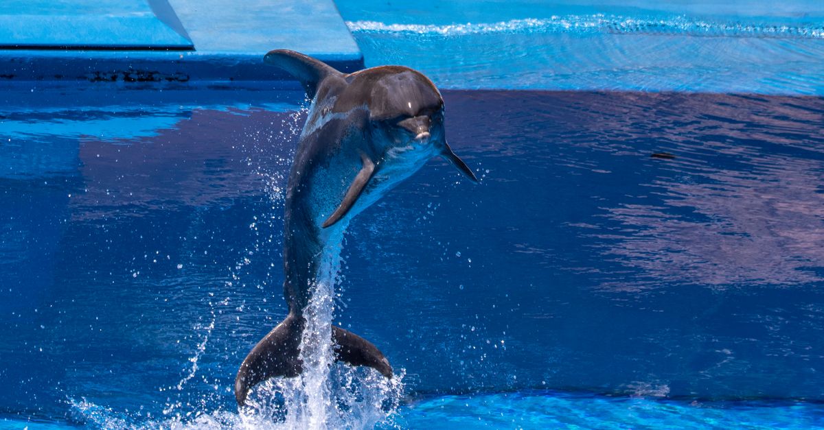 Dolphin Feeding by Tourists Linked to Population Decline Risk in WA