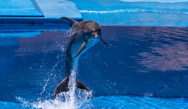 Energetic dolphin leaping and splashing in a blue aquarium pool, showcasing its agility.