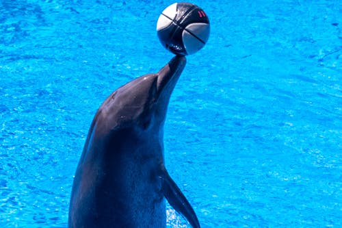Základová fotografie zdarma na téma delfíni, kaskadérský kousek, koule