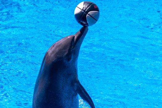 dolphin photo
