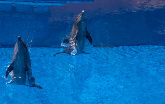 dolphin photo